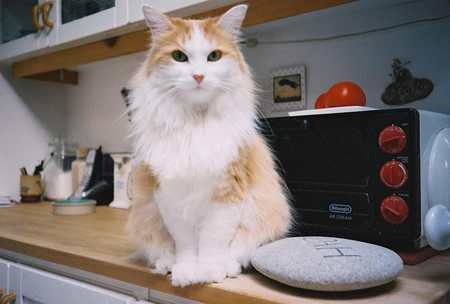 Entry image for Missy. Clicking this image will show a larger photo