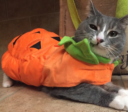 Entry image for Timmy. Clicking this image will show a larger photo