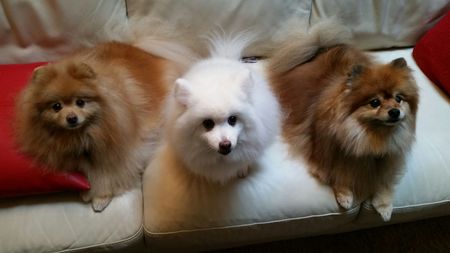 Entry image for Bijou, Bibi & Sugar. Clicking this image will show a larger photo
