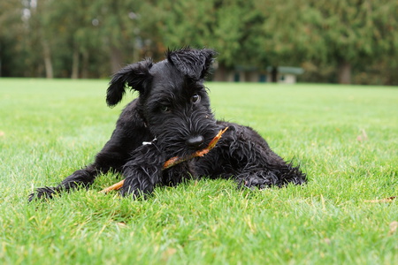 Entry image for Wanda. Clicking this image will show a larger photo