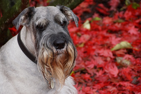 Entry image for Otto. Clicking this image will show a larger photo