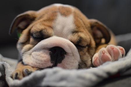 Entry image for Louie. Clicking this image will show a larger photo