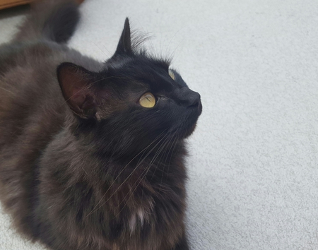 Entry image for Kitten. Clicking this image will show a larger photo