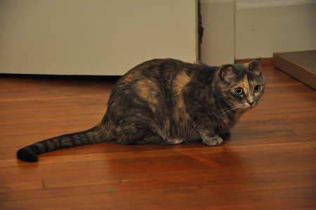 Entry image for Lola. Clicking this image will show a larger photo