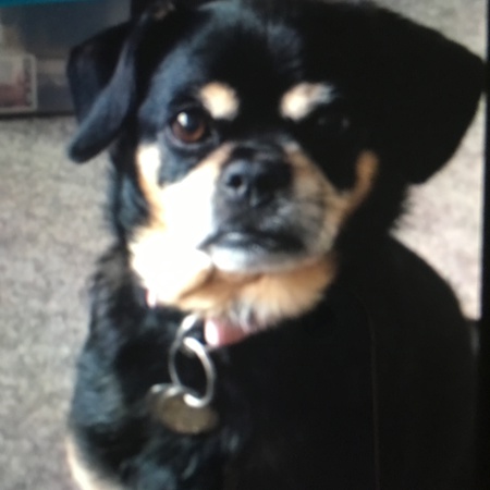 Entry image for Maddie. Clicking this image will show a larger photo