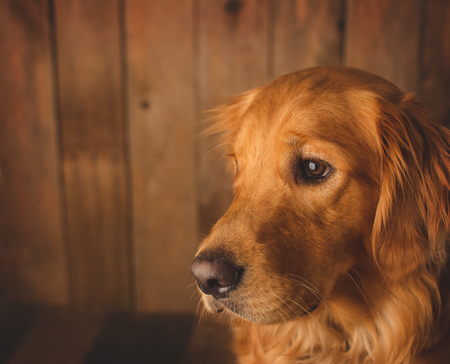 Entry image for Bentley. Clicking this image will show a larger photo