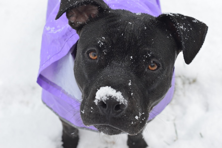 Entry image for Rosie. Clicking this image will show a larger photo