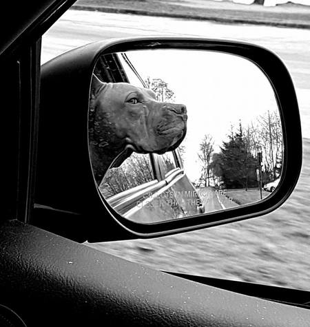 Entry image for Manny. Clicking this image will show a larger photo