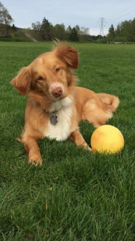 Entry image for Lily. Clicking this image will show a larger photo