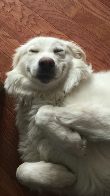 Entry image for Sasha. Clicking this image will show a larger photo