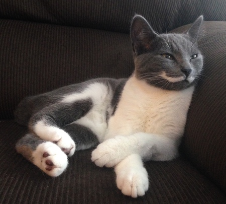 Entry image for Cricket. Clicking this image will show a larger photo