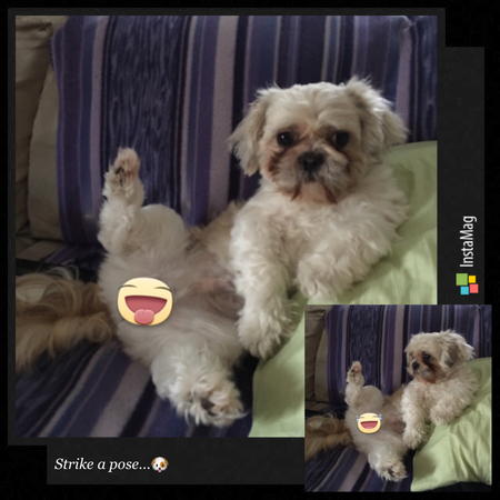 Entry image for Wasabi🐶. Clicking this image will show a larger photo