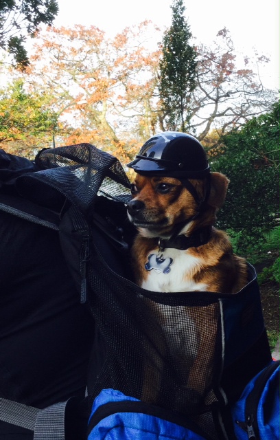 Entry image for Ottobot . Clicking this image will show a larger photo