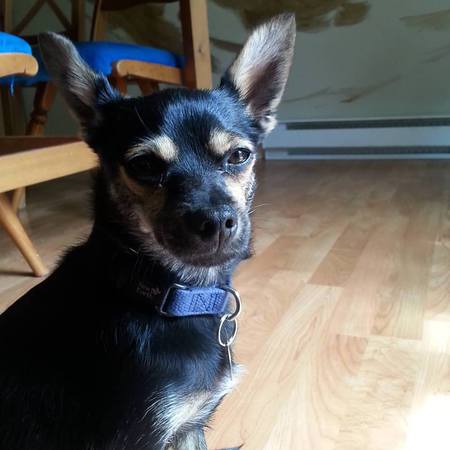 Entry image for Spock. Clicking this image will show a larger photo