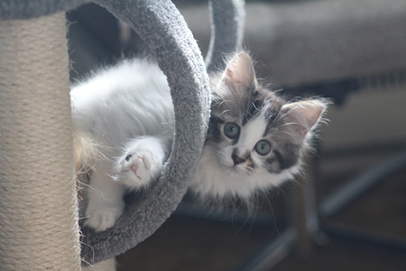 Entry image for Patches. Clicking this image will show a larger photo