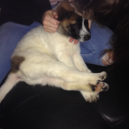 Entry image for Jenkins. Clicking this image will show a larger photo