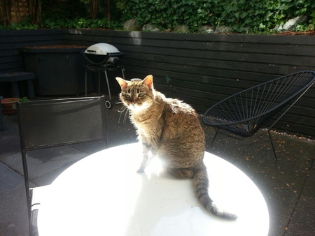 Entry image for Cleo. Clicking this image will show a larger photo