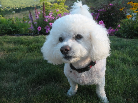 Entry image for SPUD. Clicking this image will show a larger photo