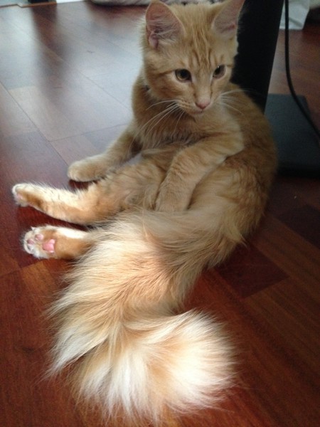 Entry image for Leo. Clicking this image will show a larger photo