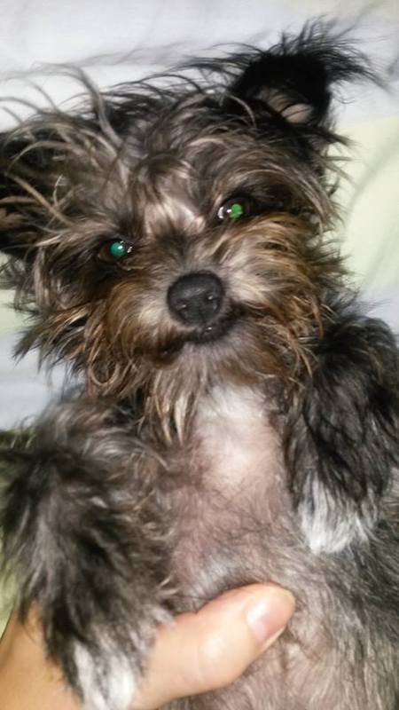 Entry image for Mitzie. Clicking this image will show a larger photo