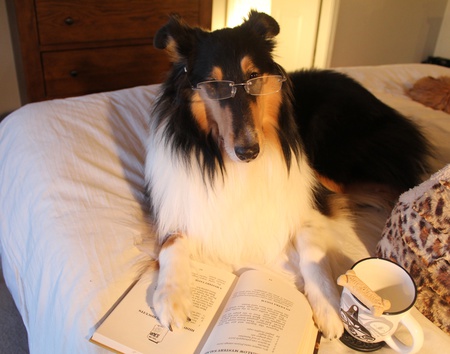 Entry image for Luna. Clicking this image will show a larger photo