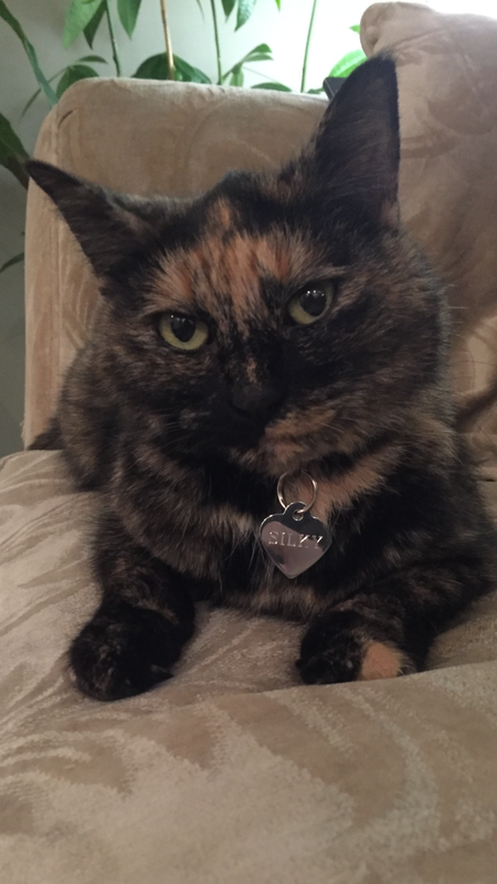 Entry image for Silky. Clicking this image will show a larger photo