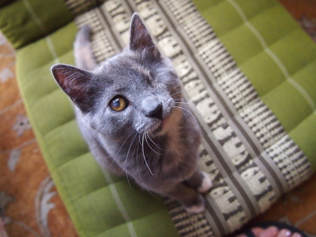 Entry image for Georgia. Clicking this image will show a larger photo