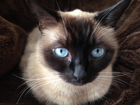 Entry image for The Muffin. Clicking this image will show a larger photo