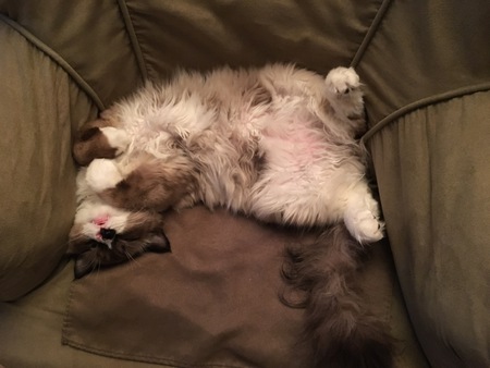 Entry image for Winston. Clicking this image will show a larger photo