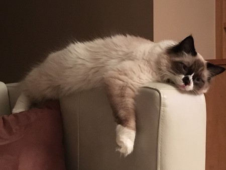 Entry image for Winston. Clicking this image will show a larger photo