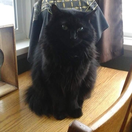 Entry image for Midnite. Clicking this image will show a larger photo