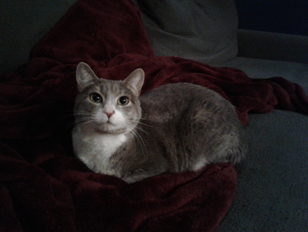 Entry image for Lola. Clicking this image will show a larger photo