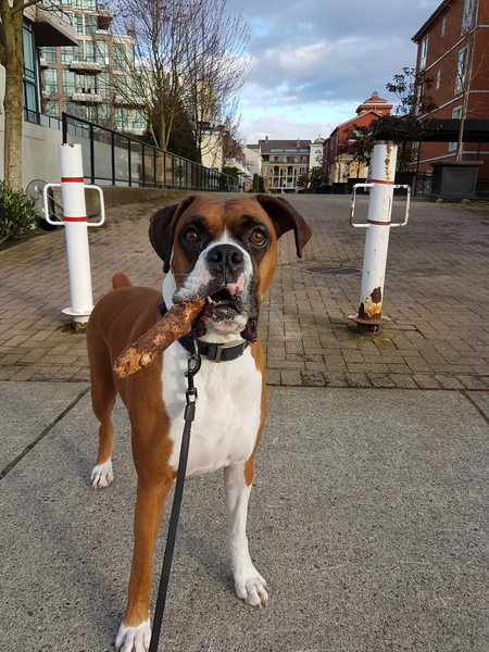 Entry image for Taz. Clicking this image will show a larger photo