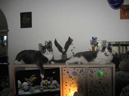 Entry image for L= Baby  and     R= Spotty. Clicking this image will show a larger photo