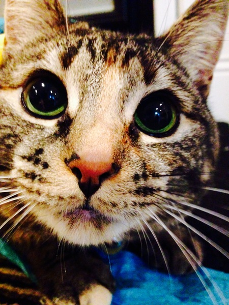 Entry image for Sophie. Clicking this image will show a larger photo