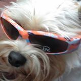 Entry image for Joey. Clicking this image will show a larger photo