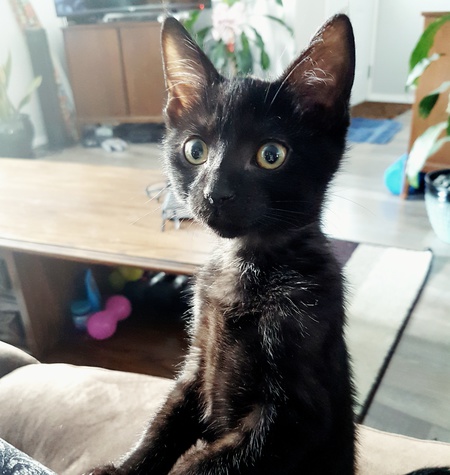 Entry image for Arahmis. Clicking this image will show a larger photo