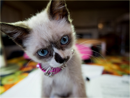 Entry image for Bella. Clicking this image will show a larger photo