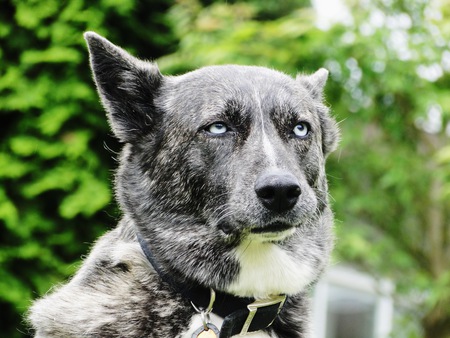 Entry image for Mysti. Clicking this image will show a larger photo