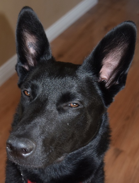 Entry image for Stella. Clicking this image will show a larger photo