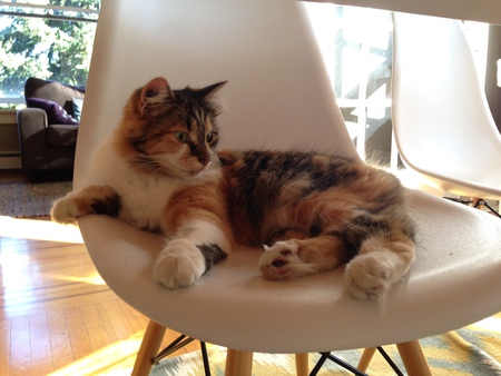 Entry image for Samantha. Clicking this image will show a larger photo