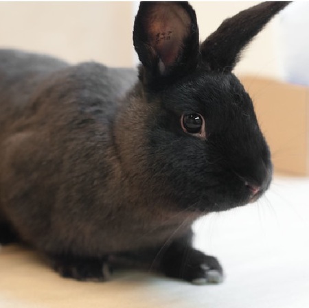 Entry image for Nova . Clicking this image will show a larger photo