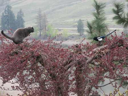 Entry image for Buckley. Clicking this image will show a larger photo