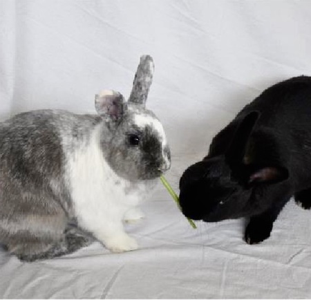 Entry image for Chevy & Nova . Clicking this image will show a larger photo