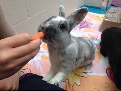 Entry image for Chevy . Clicking this image will show a larger photo