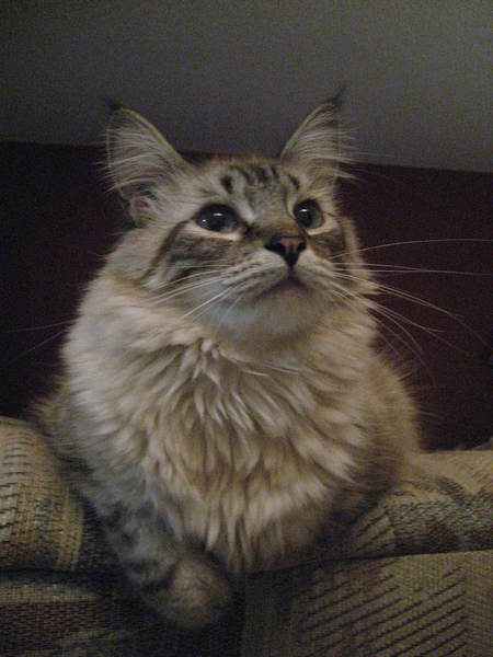 Entry image for Ty. Clicking this image will show a larger photo