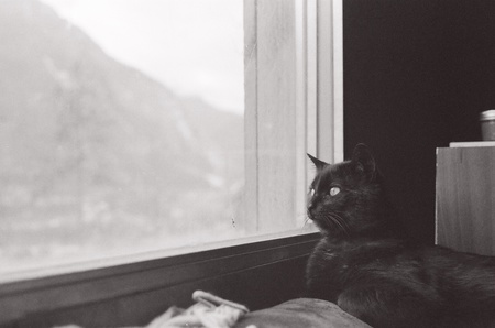 Entry image for Mo. Clicking this image will show a larger photo