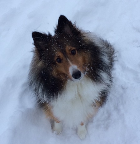 Entry image for Walter. Clicking this image will show a larger photo