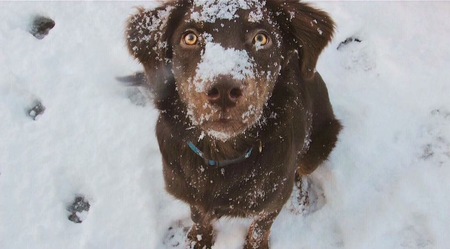 Entry image for Lexi. Clicking this image will show a larger photo