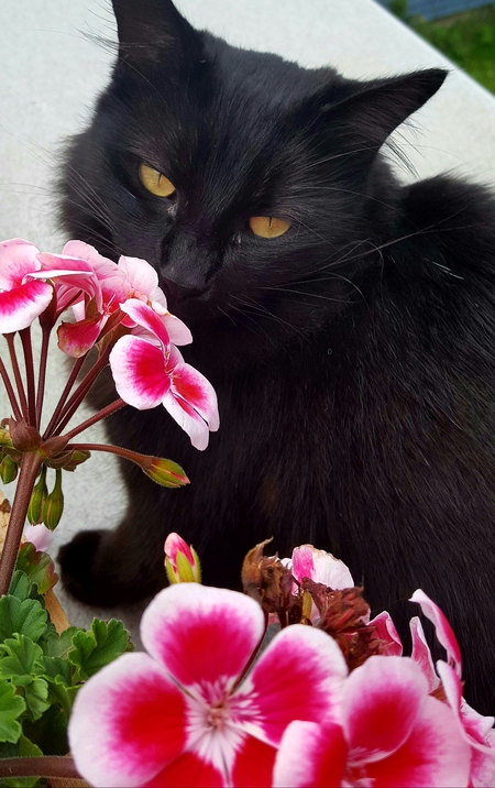 Entry image for Kitten. Clicking this image will show a larger photo